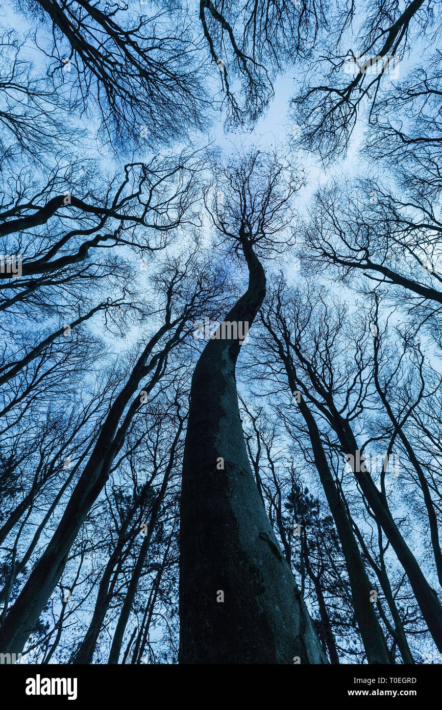 Beech (Fagus sylvatica) woodland in winter, Cranborne Chase, Dorset, England, UK Stock Photo