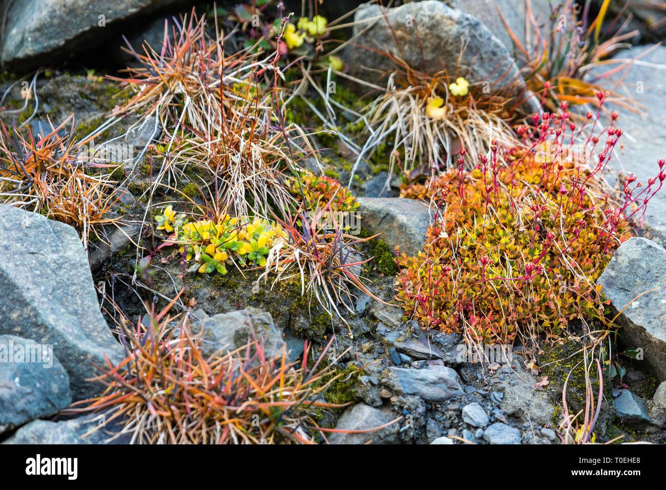 green mosses, light grass, lichens, covered Rocks, This is the only vegetation on Svalbard, Arctic, Norway Amazing natural background Stock Photo