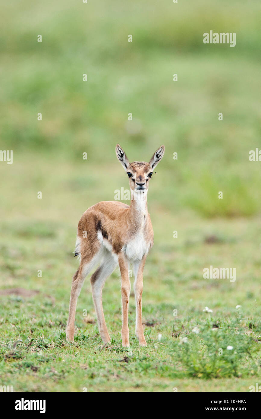 Thomsons Gazelle (Eudorcas thomsonii) fawn in the grassland of the ...