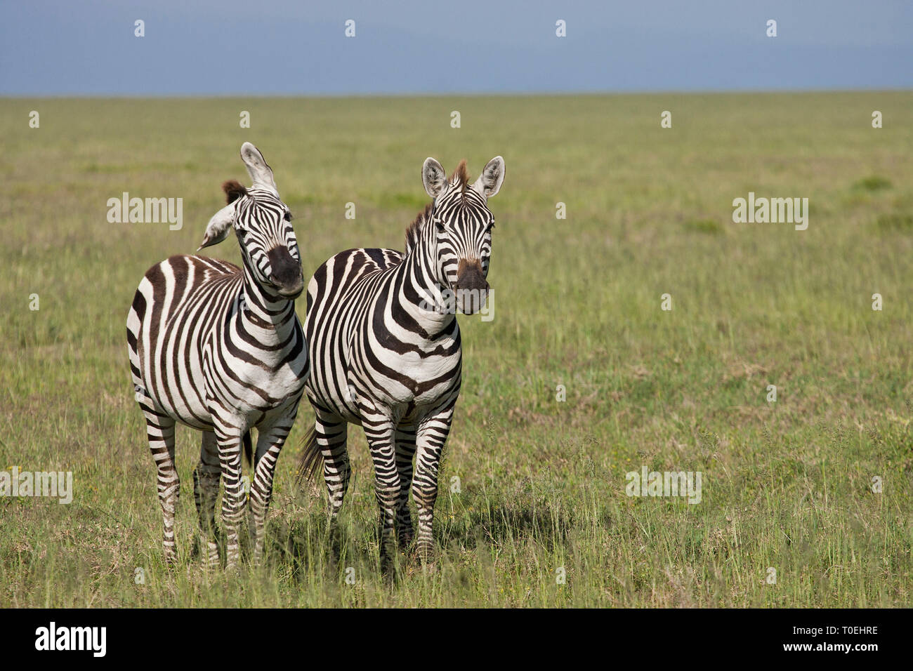 Pair of Zebra (Equus quagga) in Serengeti National Park, Tanzania Stock Photo
