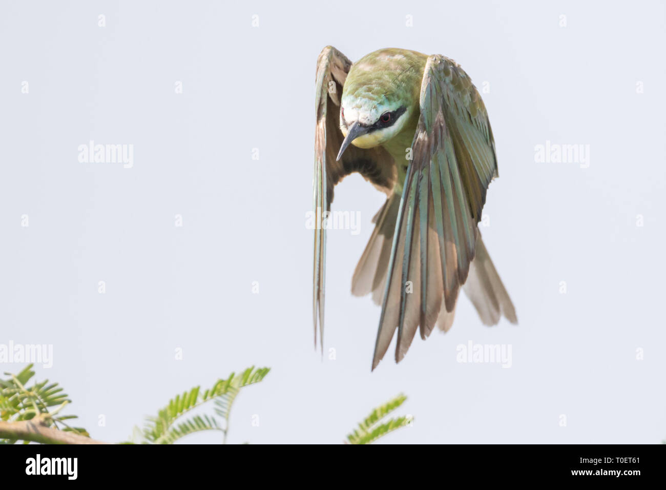 The blue-cheeked bee-eater (Merops persicus) resting on bare tree ...