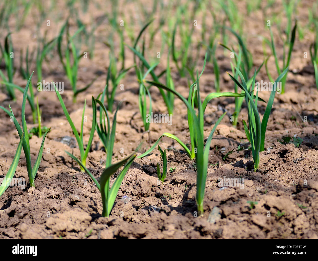 Young green garlic plants growing in the garden in early spring Stock Photo
