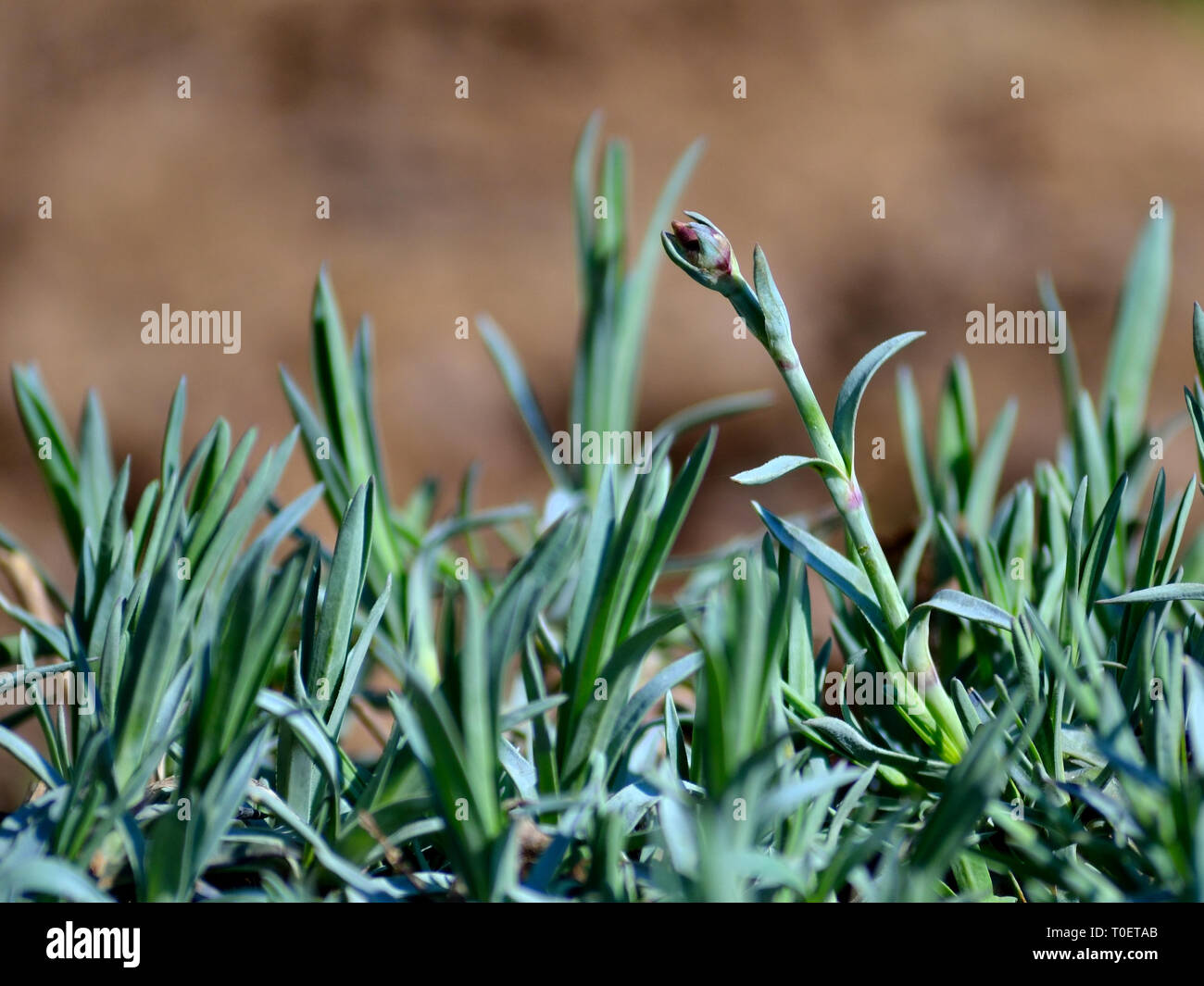 Clove pink bud Stock Photo