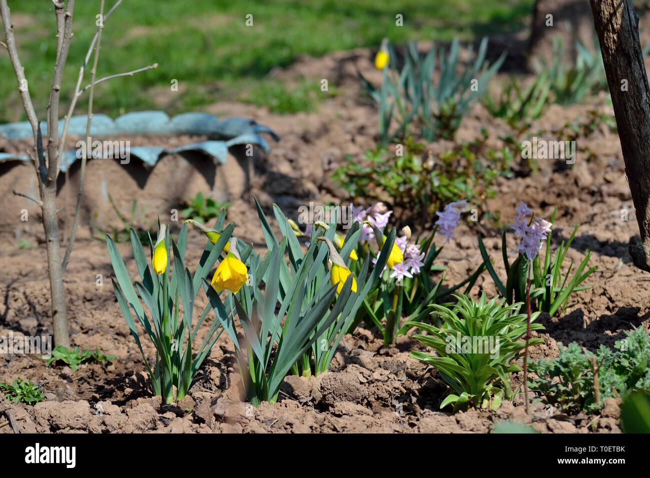 Daffodils and hyacinth in the garden Stock Photo