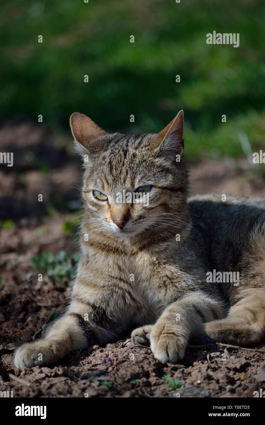Short haired cat in the garden hi-res stock photography and images - Alamy