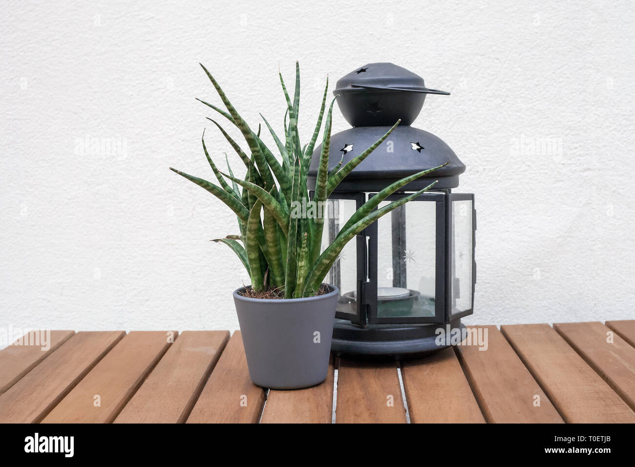 Old glass lantern with candle and Sansevieria cylindrica (cylindrical snake plant) potted flower on wooden table by white wall background. Home decor  Stock Photo