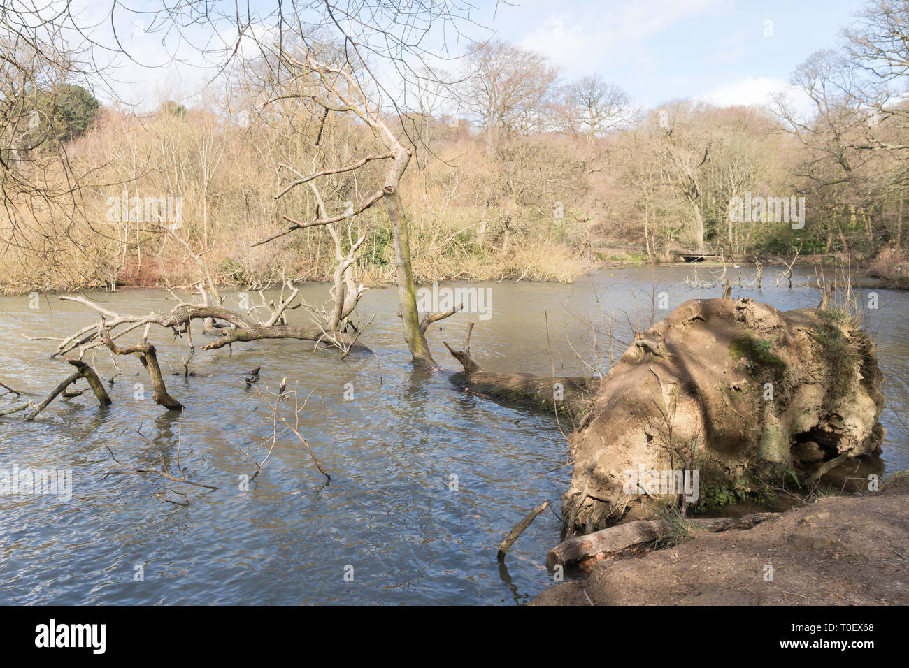 Tree blown over into Waterloo Lake in Roundhay Park, Leeds, West Yorkshire, England, UK Stock Photo