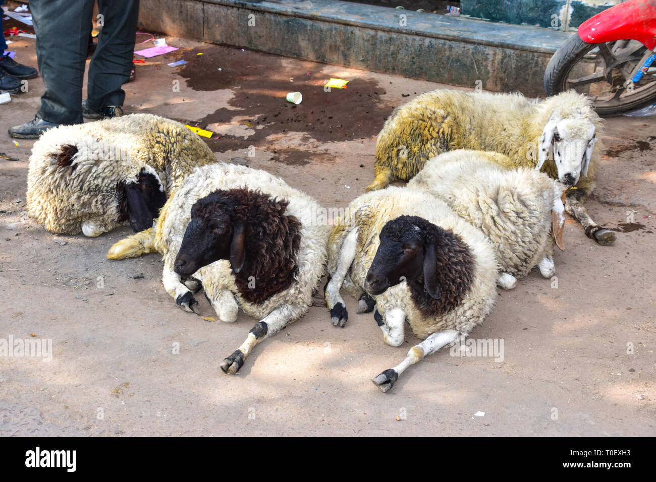 Synchronised Sheep on Market Day, Bundi, Rajasthan, India Stock Photo