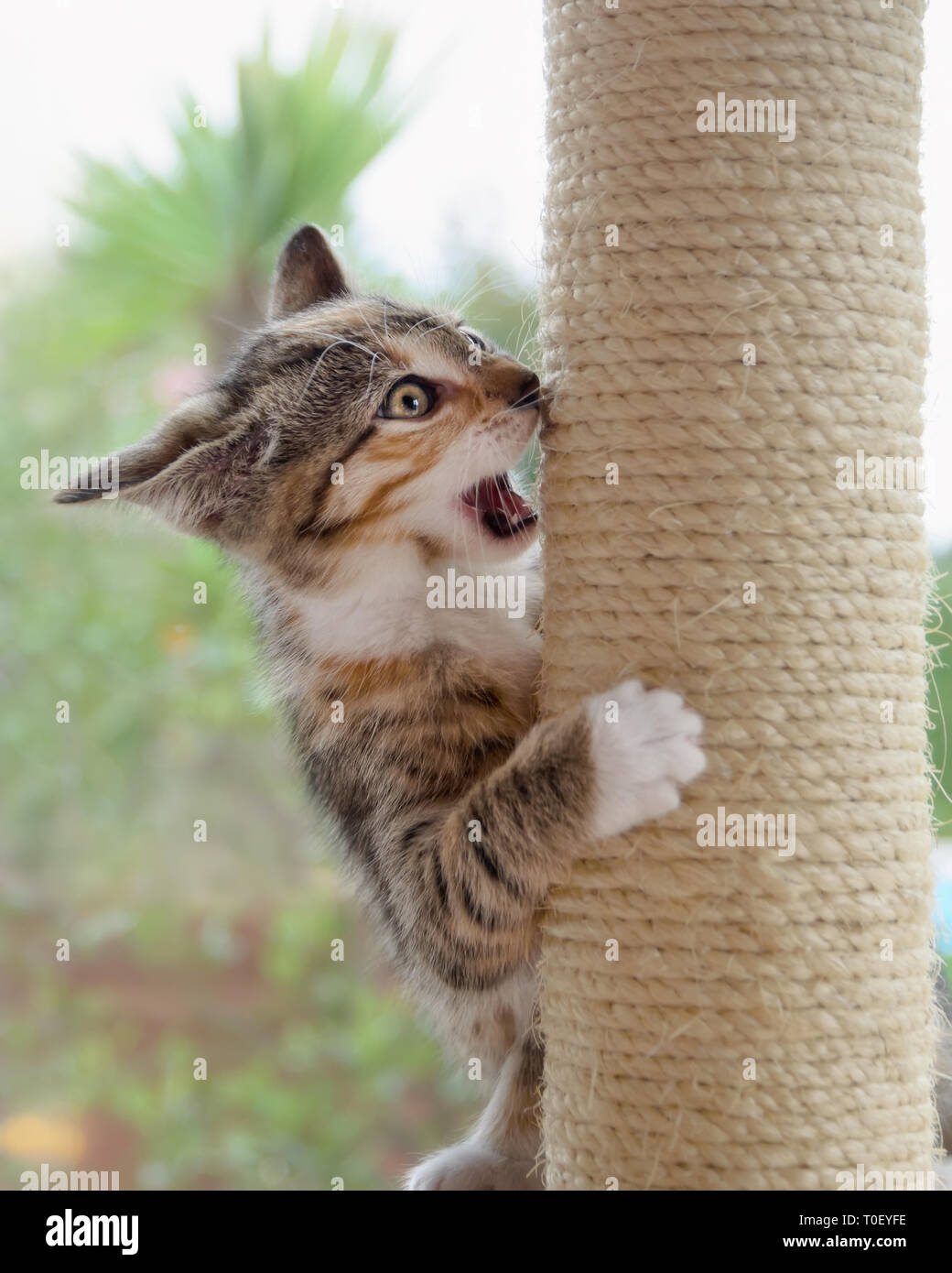 A young crazy cat kitten, European Shorthair, playing with a scratching post opening its mouth, trying to bite and practicing fighting maneuvers Stock Photo