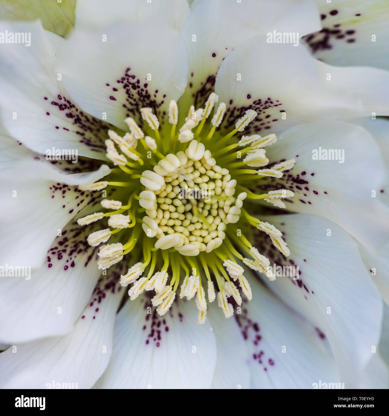 A macro shot of a white hellebore bloom. Stock Photo