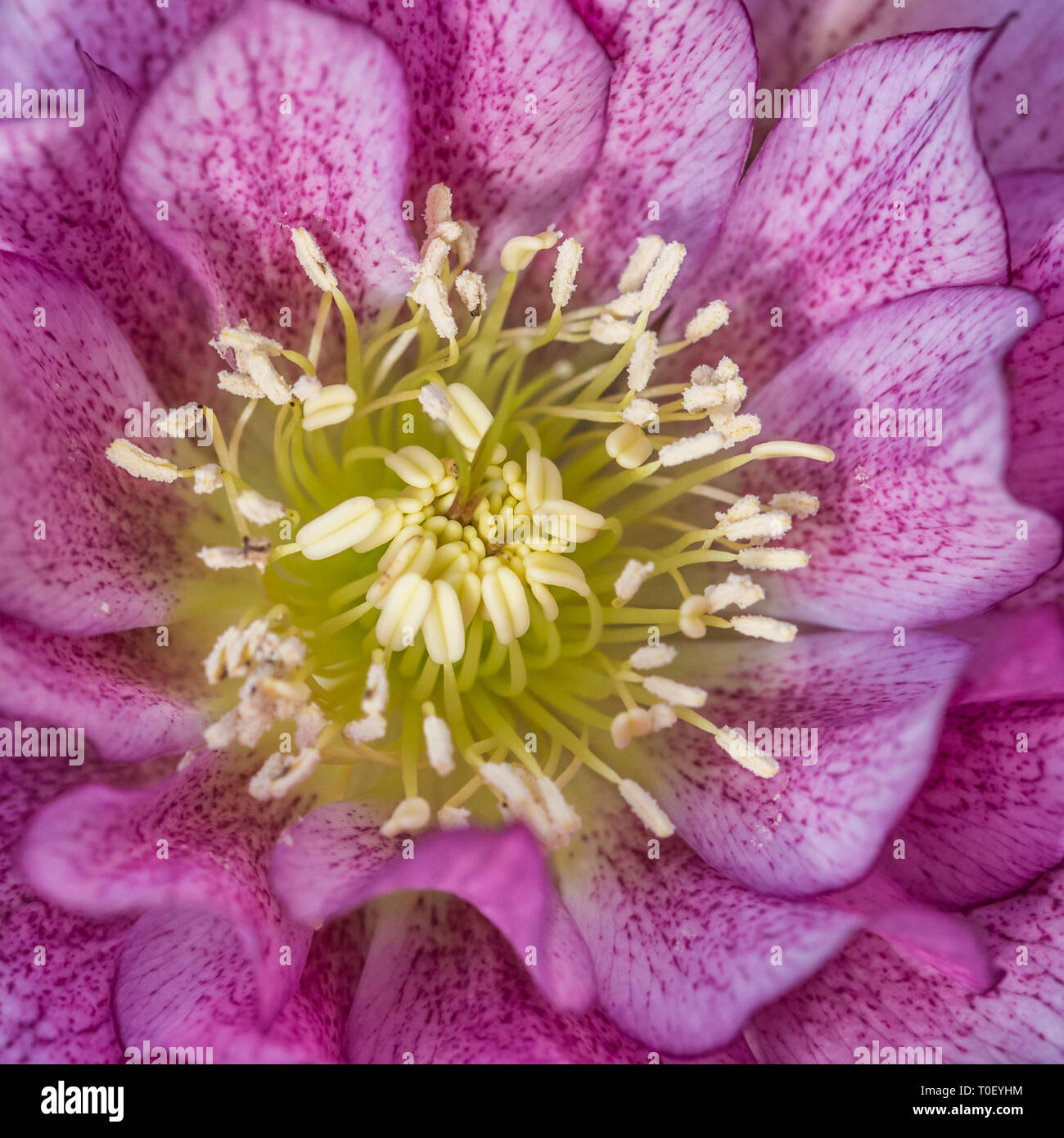 A macro shot of a helleborus double ellen pink bloom. Stock Photo