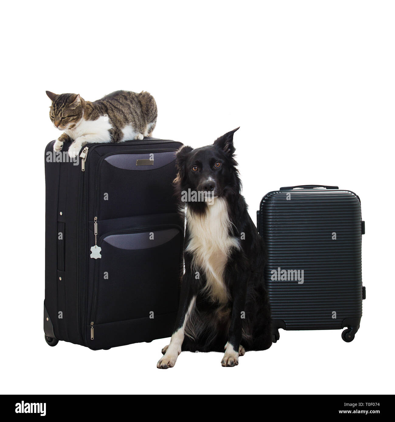 Purebred cat and dog stand near luggage isolated over white background. Pets friends going in
