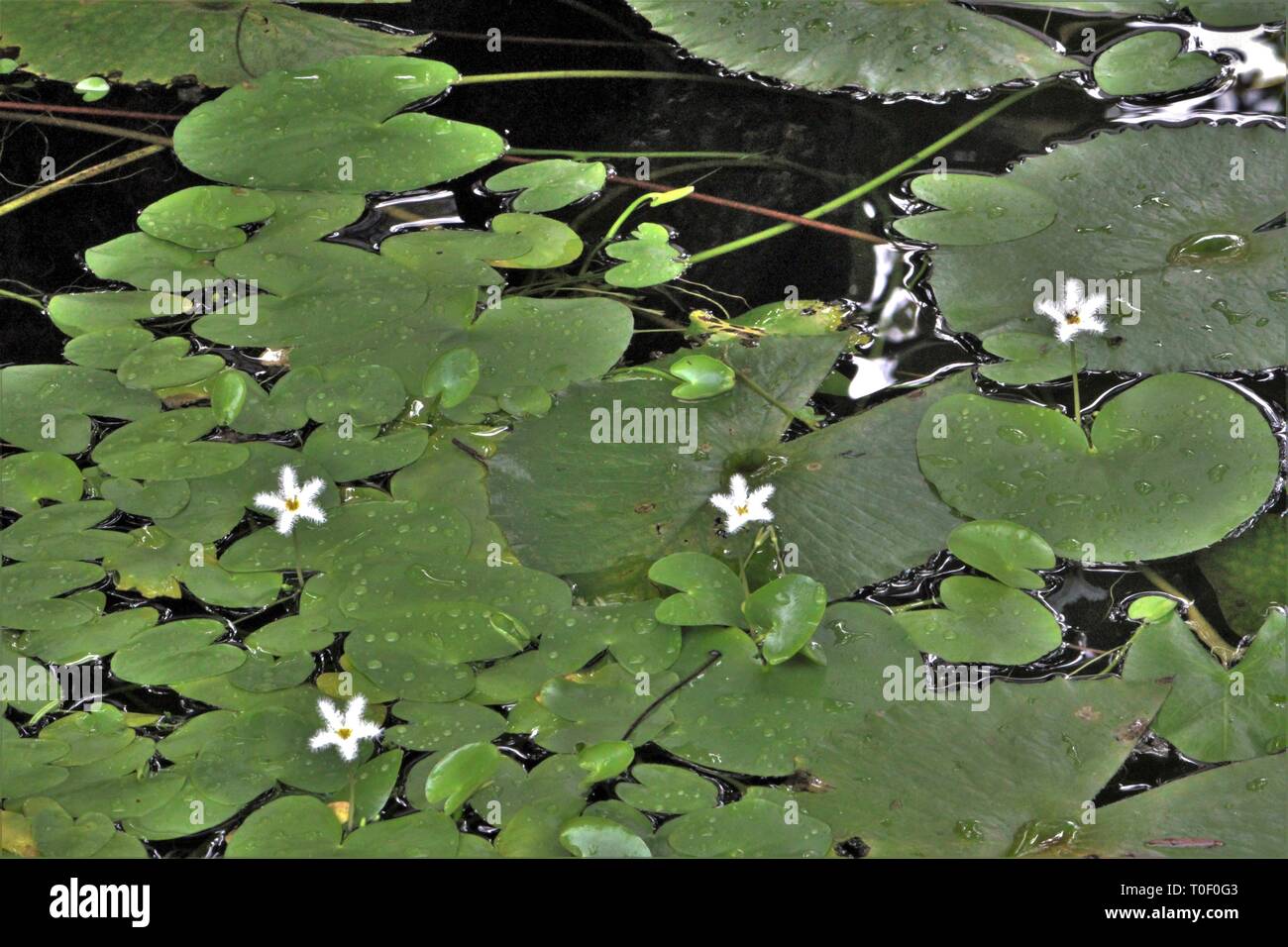 Water Snowflake (Nymphoides indica) flowering in a freshwater pond at Diani Beach, Kenya Stock Photo