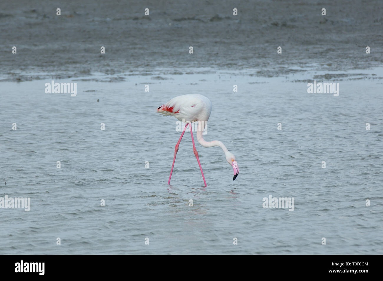 Pink flamingo in the Camargue. A Greater flamingo in the lagoon of the Camargue, Provence, Bouches-du-Rhône, France Stock Photo