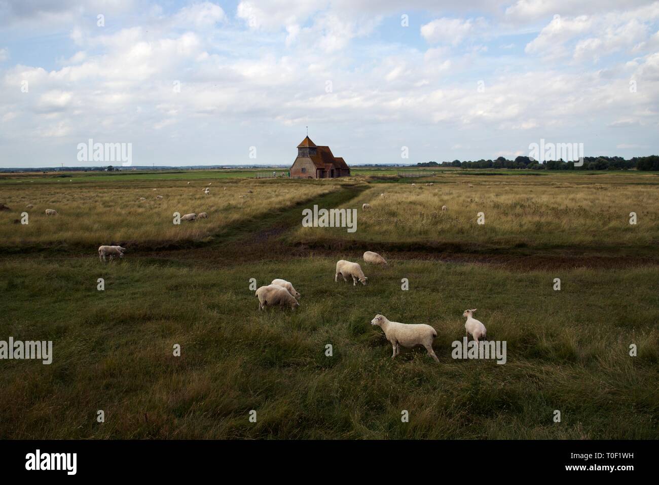 Panoramic view of the iconic St Thomas à Beckett Church, Fairfield, Romney Marsh, Kent with sheep in foreground Stock Photo