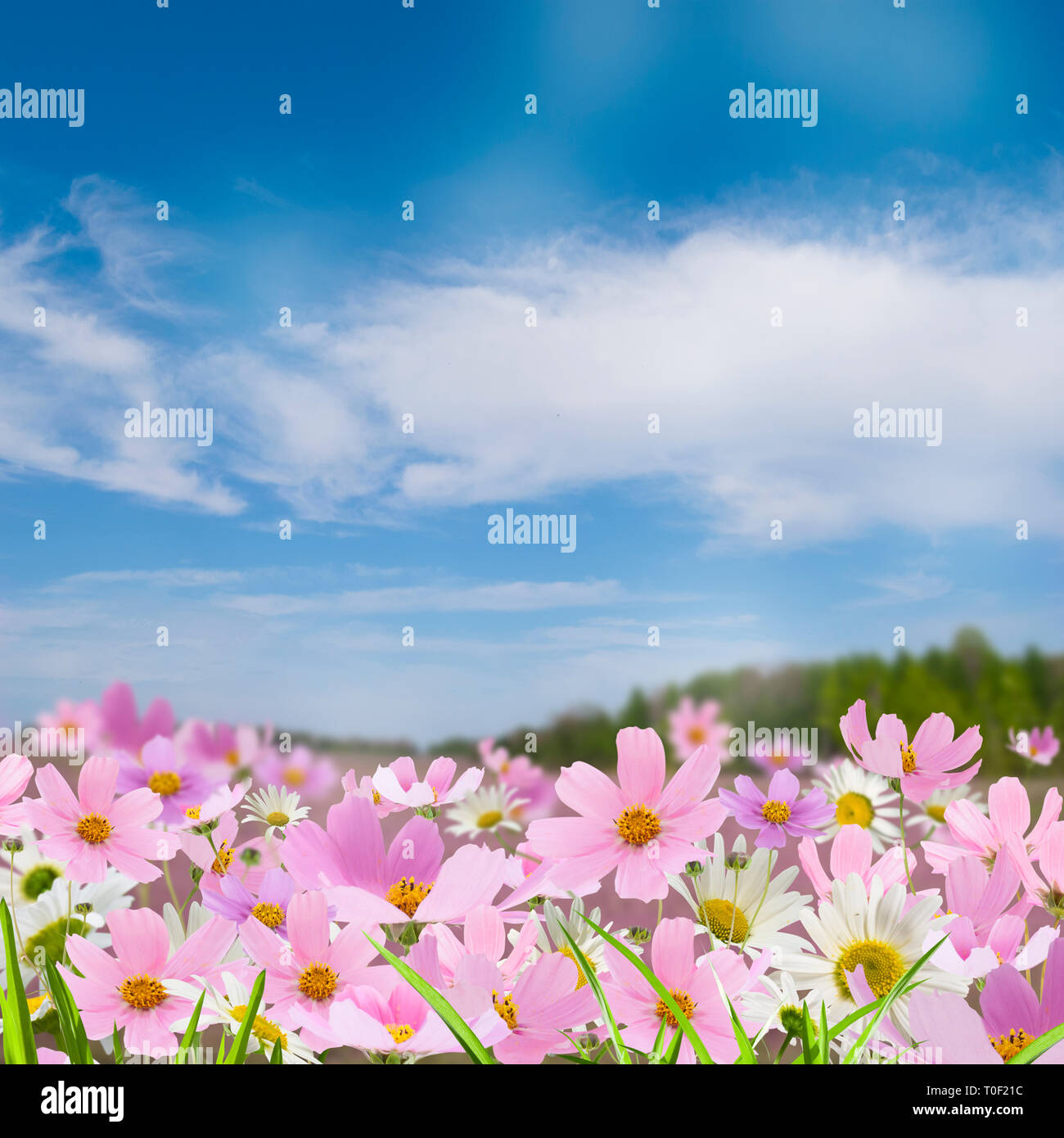 Field Of Pink Flowers On The Background Of Blue Sky With Clouds Stock Photo Alamy