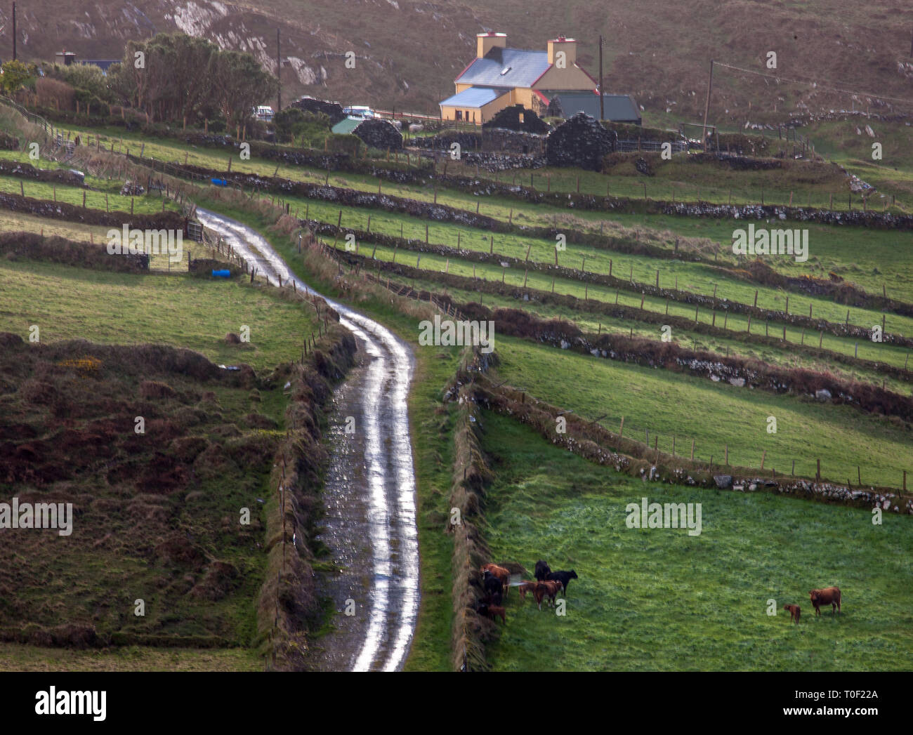 Dursey Island, Cork, Ireland. 29th April, 2015. The only road through the island passing the townland of Kilmichael, Dursey, Co. Cork, Ireland Stock Photo