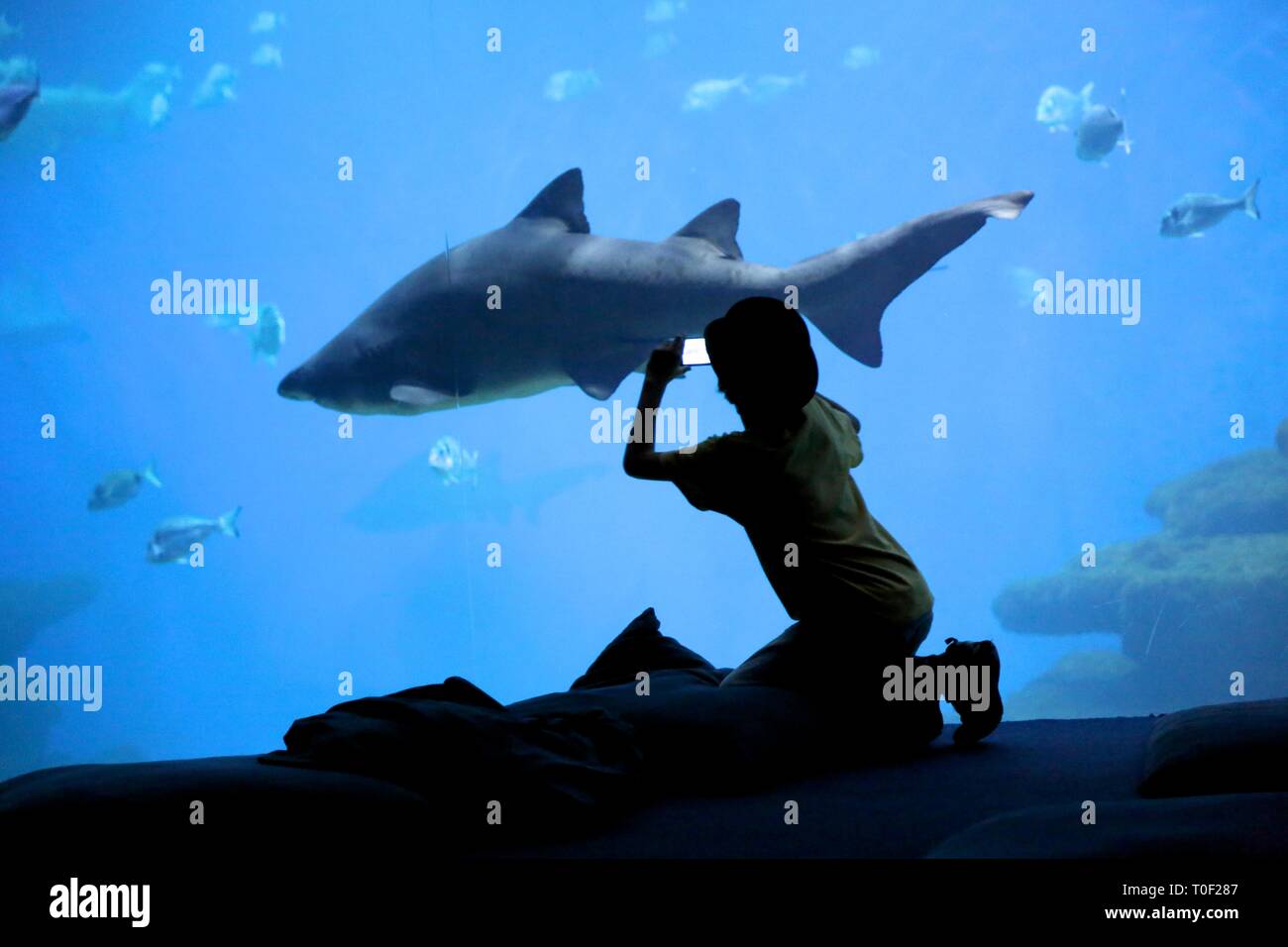 Young boy photographing a shark in a tank in an aquarium. Stock Photo
