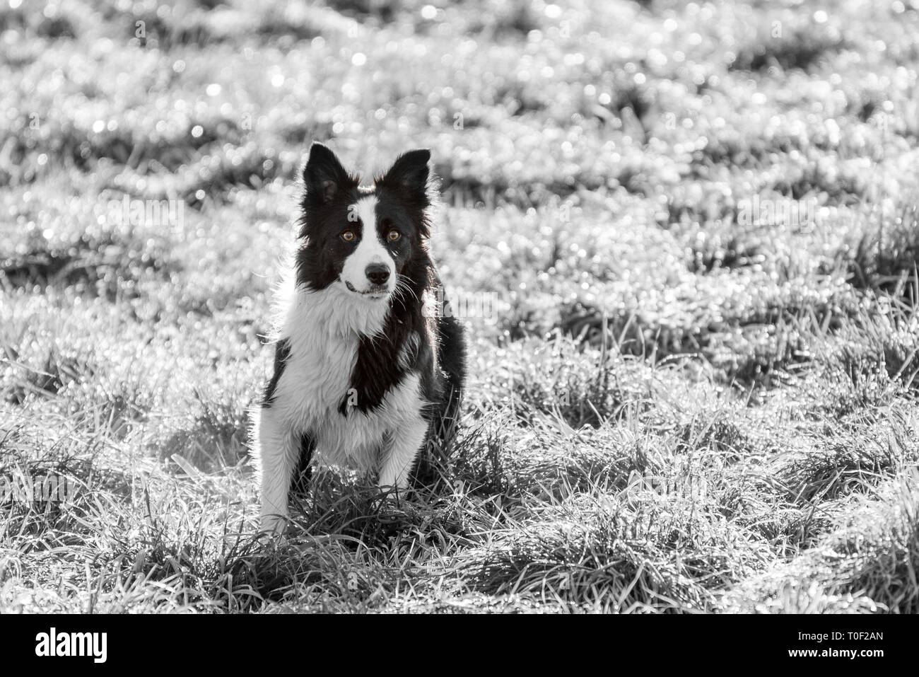 A Mostly Black And White Shot Of A Border Collie Ready To Run In A