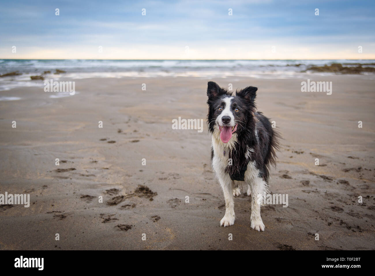 A border collie enjoying a run on the beach at Widemouth Bay, Cornwall ...