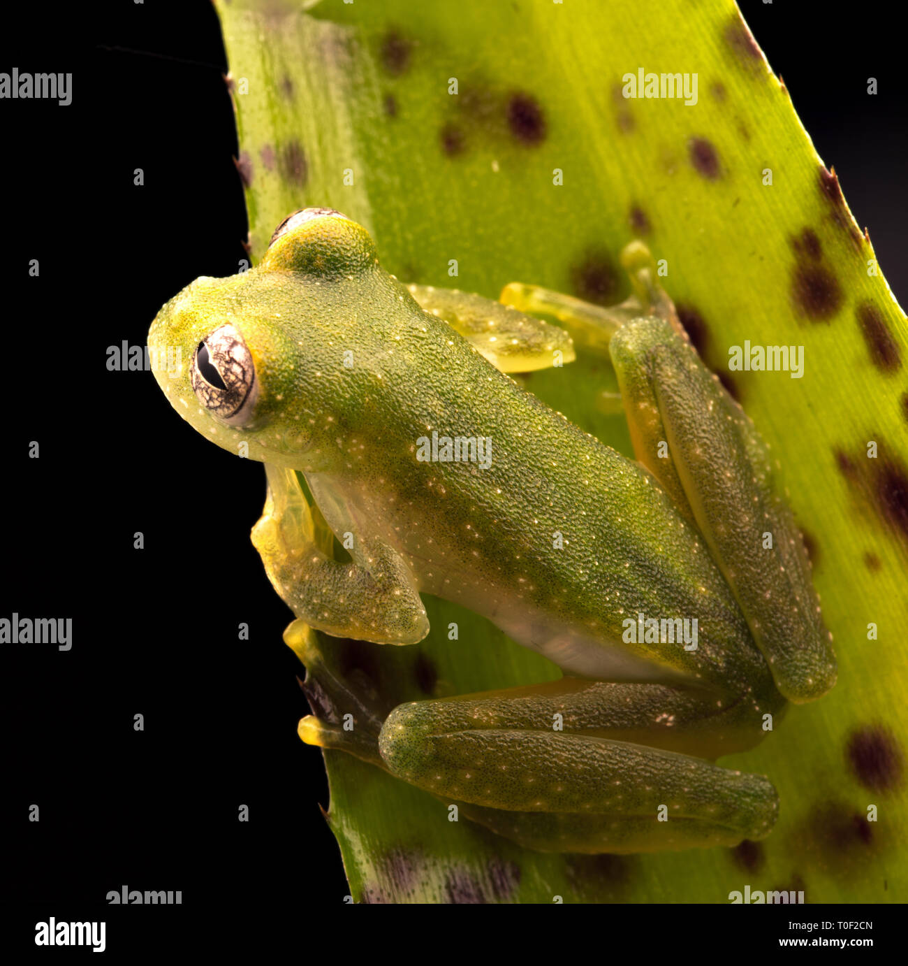 Tropical glass frog from the Amazon rain forest, Teratohyla pulverata. A beautiful nocturnal jungle animal. Stock Photo