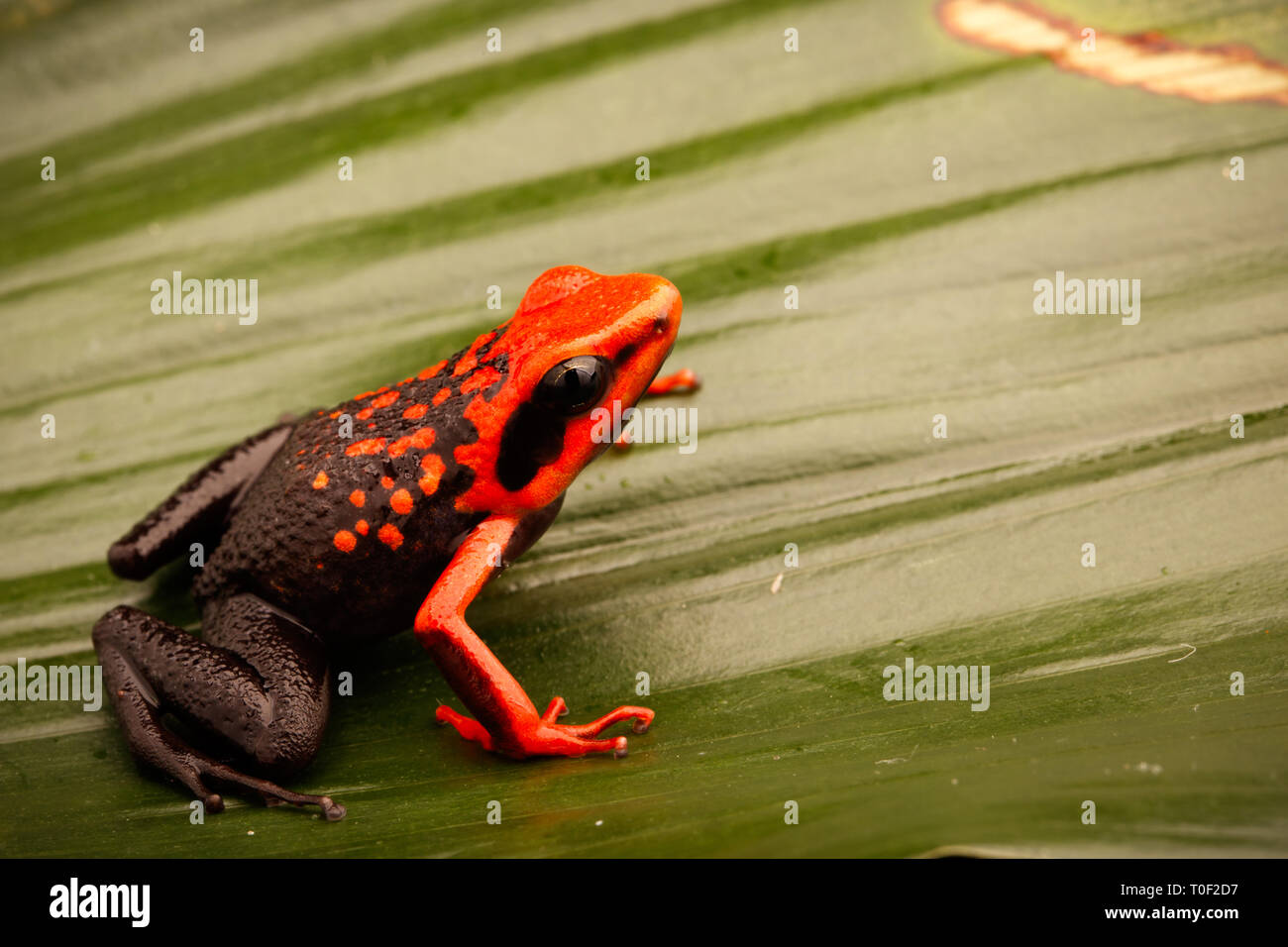 Orange poison dart frog, Ameerega silverstonei.  A tropical rain forest animal from the Amazon jungle in Peru. Stock Photo