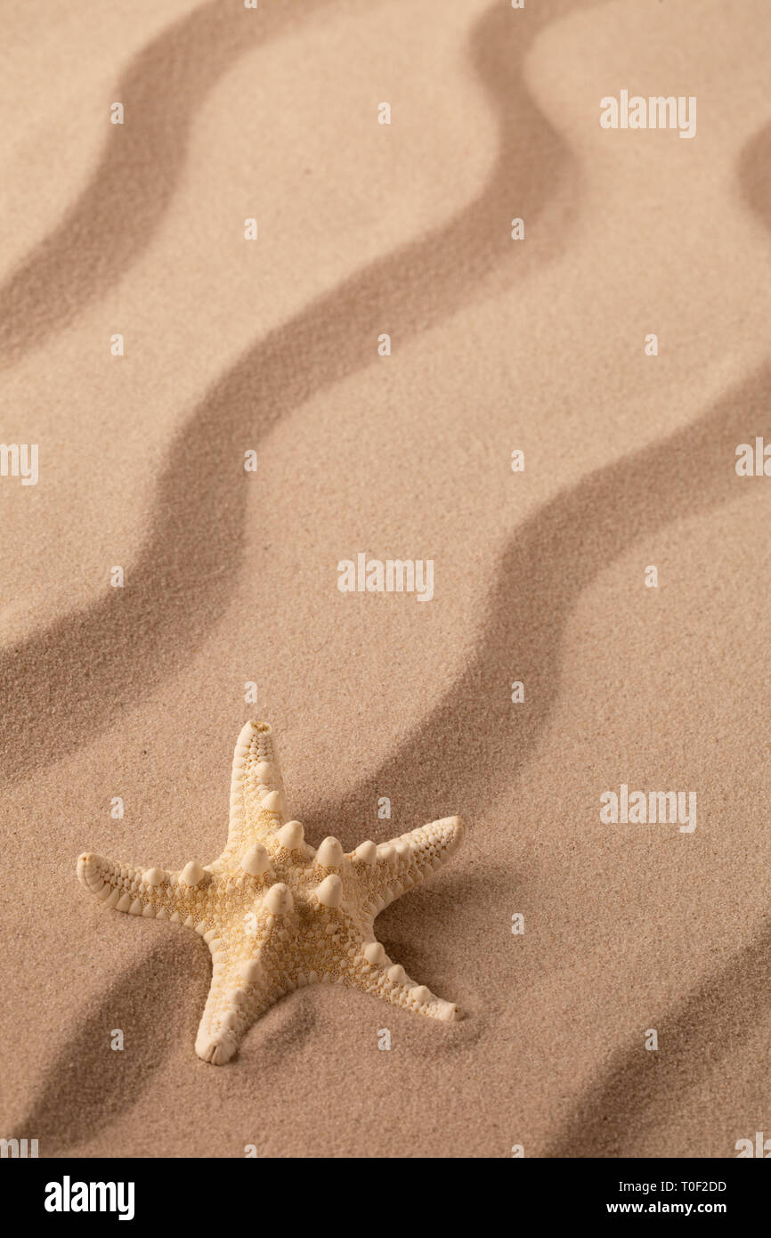 starfish or sea star laying in beach sand Stock Photo