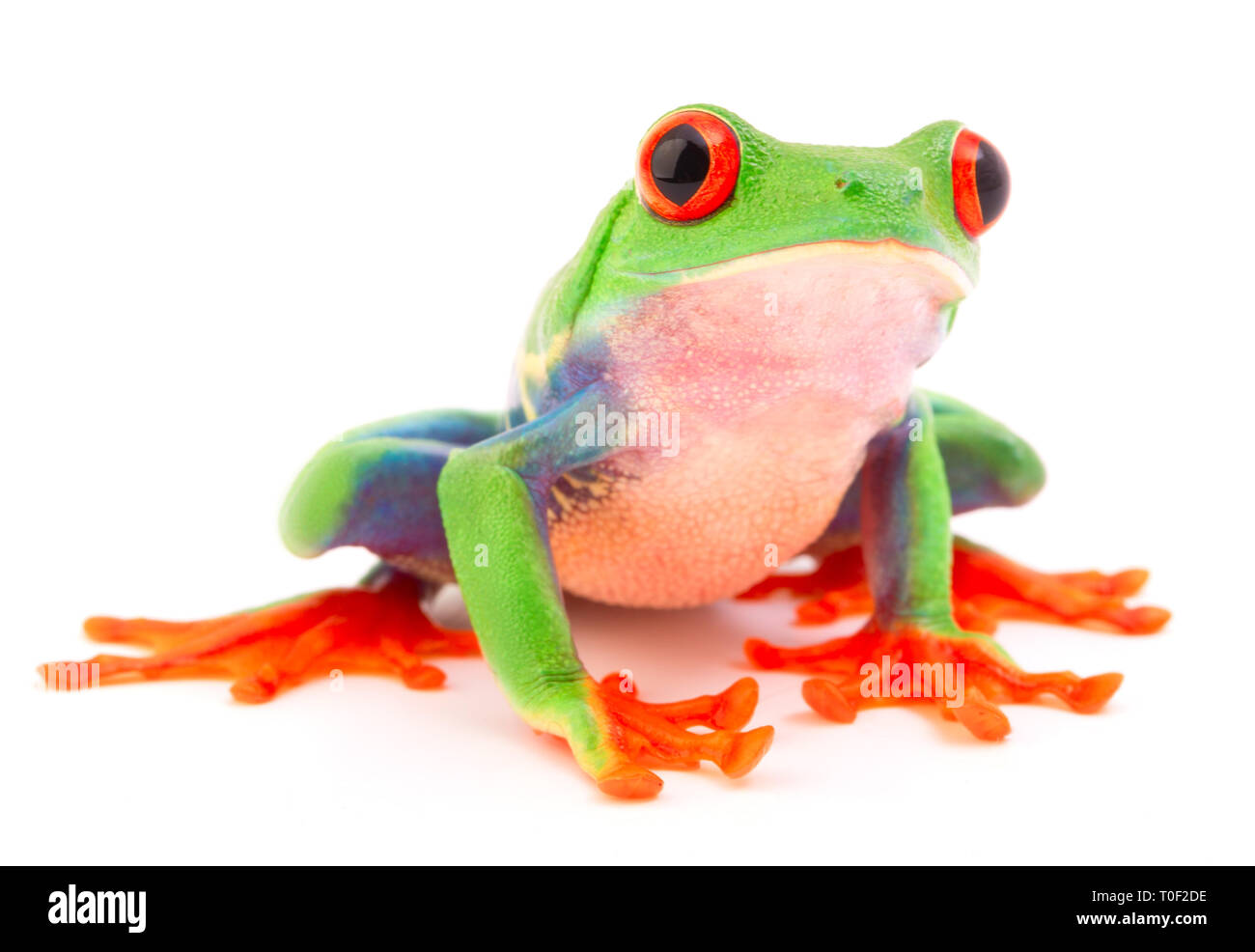 Red eyed monkey tree frog, Agalychnis callydrias. A tropical rain forest animal with vibrant eye isolated on a white background. Stock Photo
