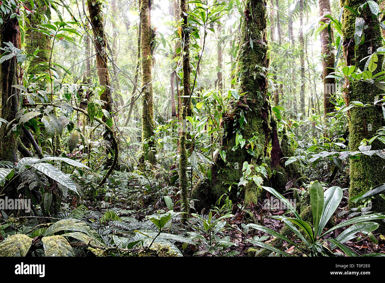 Tropical Amazon rain forest Colombia. Lush reen jungle vegetation with giant trees vines fern and moss Stock Photo