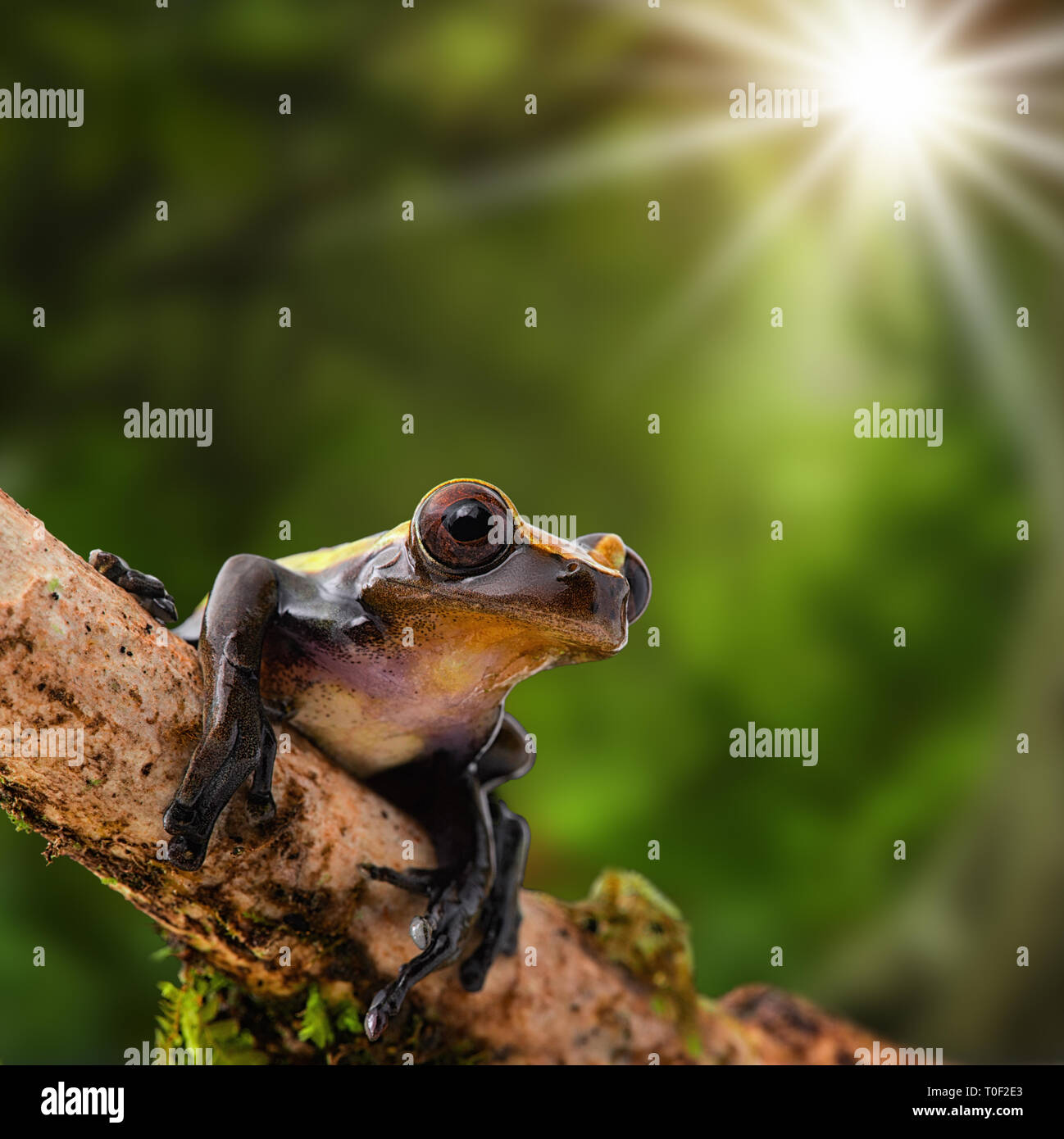 Tropical tree frog basking in the sun, Dendropsophus manonegra.   A rain forest animal living in the Amazon jungle. Stock Photo