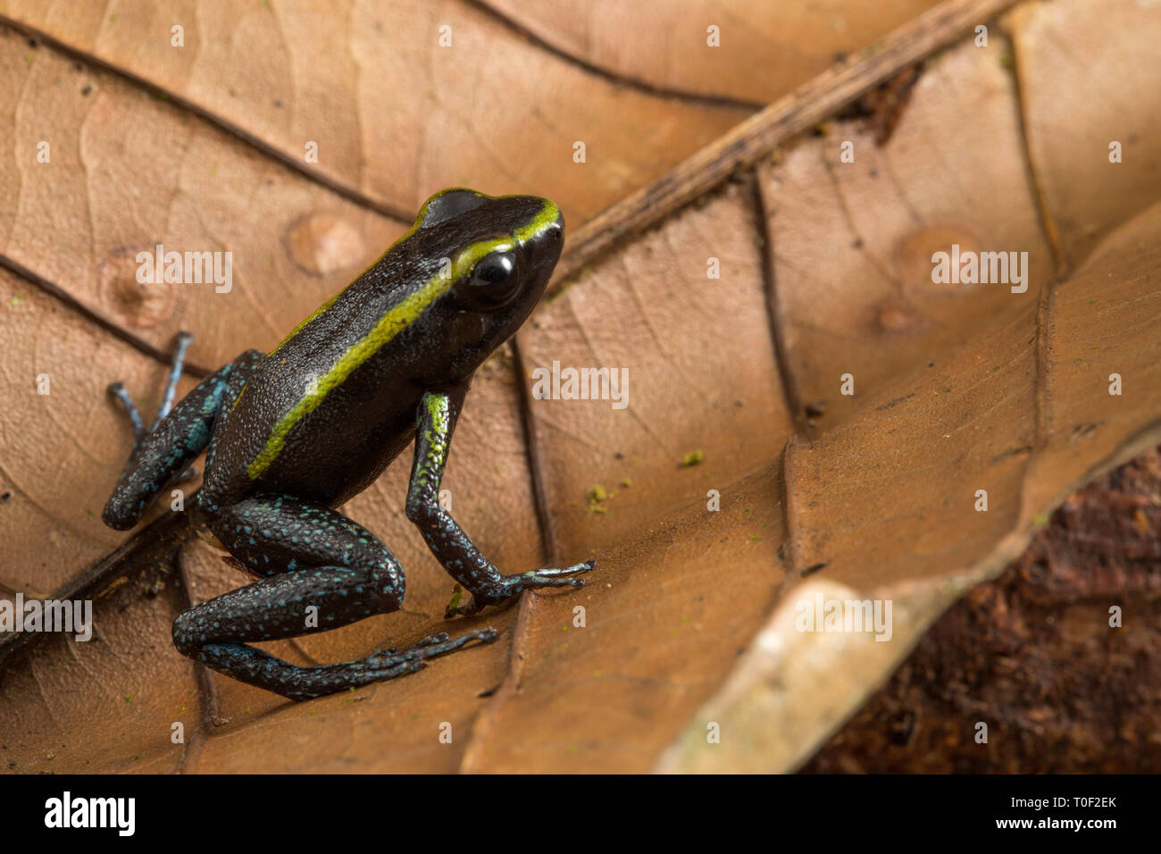 poison dart frog, Phyllobates aurotaenia. A small very poisonous animal from the rain forest in Choco Colombia. Stock Photo