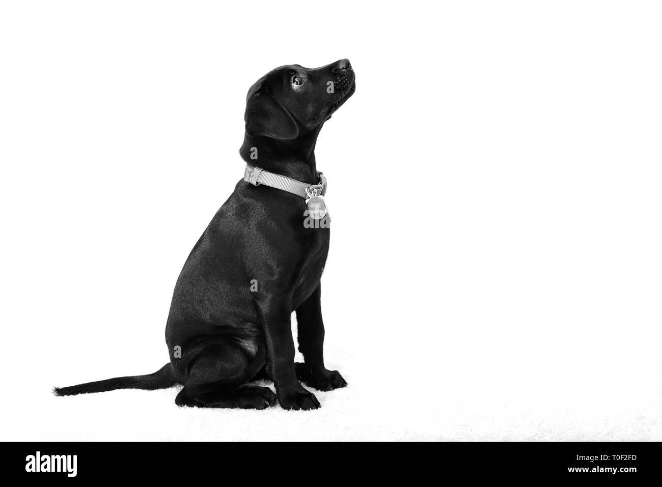 A black labrador puppy on a white background looking upwards to the right Stock Photo