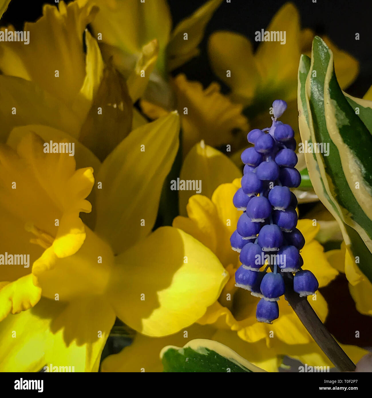 Grape Hyacinth and daffodils. Muscari armeniacum is a species of