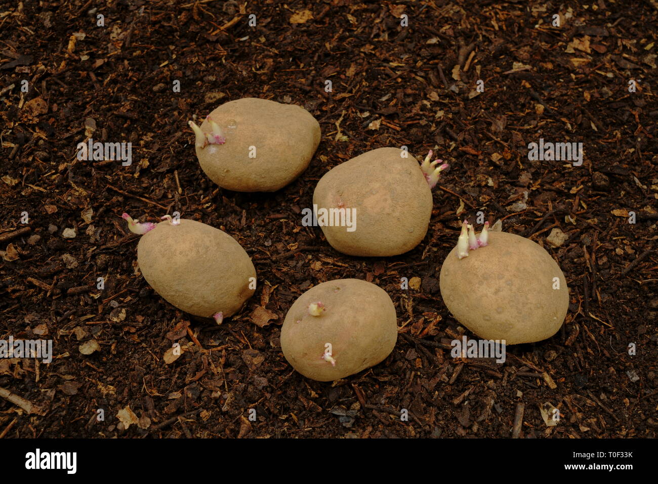 King Edward seed potatoes chitted ready for planting. Stock Photo