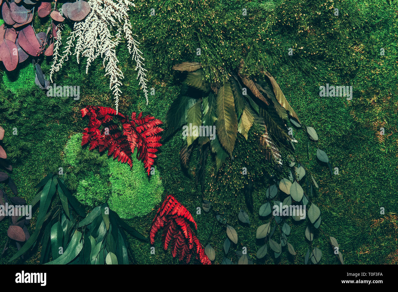 Wall of green floral moss with different colored leaves close-up. Stock Photo