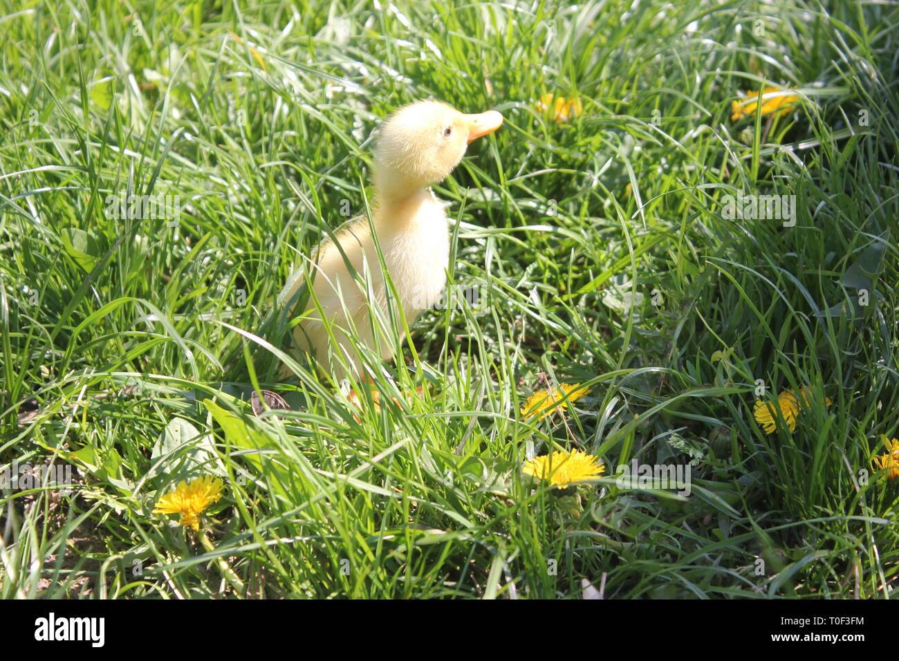 Baby duck farm animal hires stock photography and images Alamy