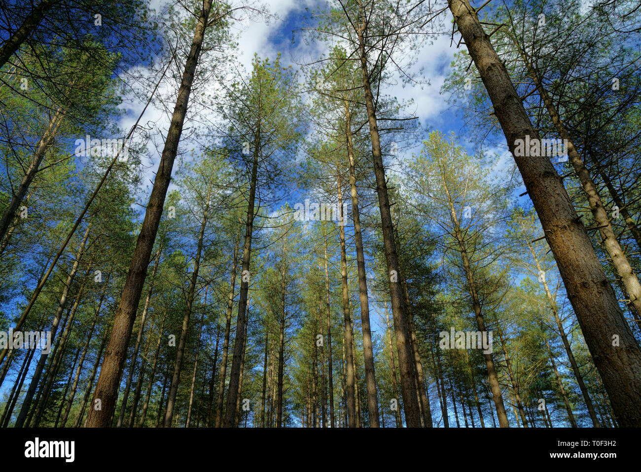 A plantation of Corsican pines with clouds and blue sky. Stock Photo