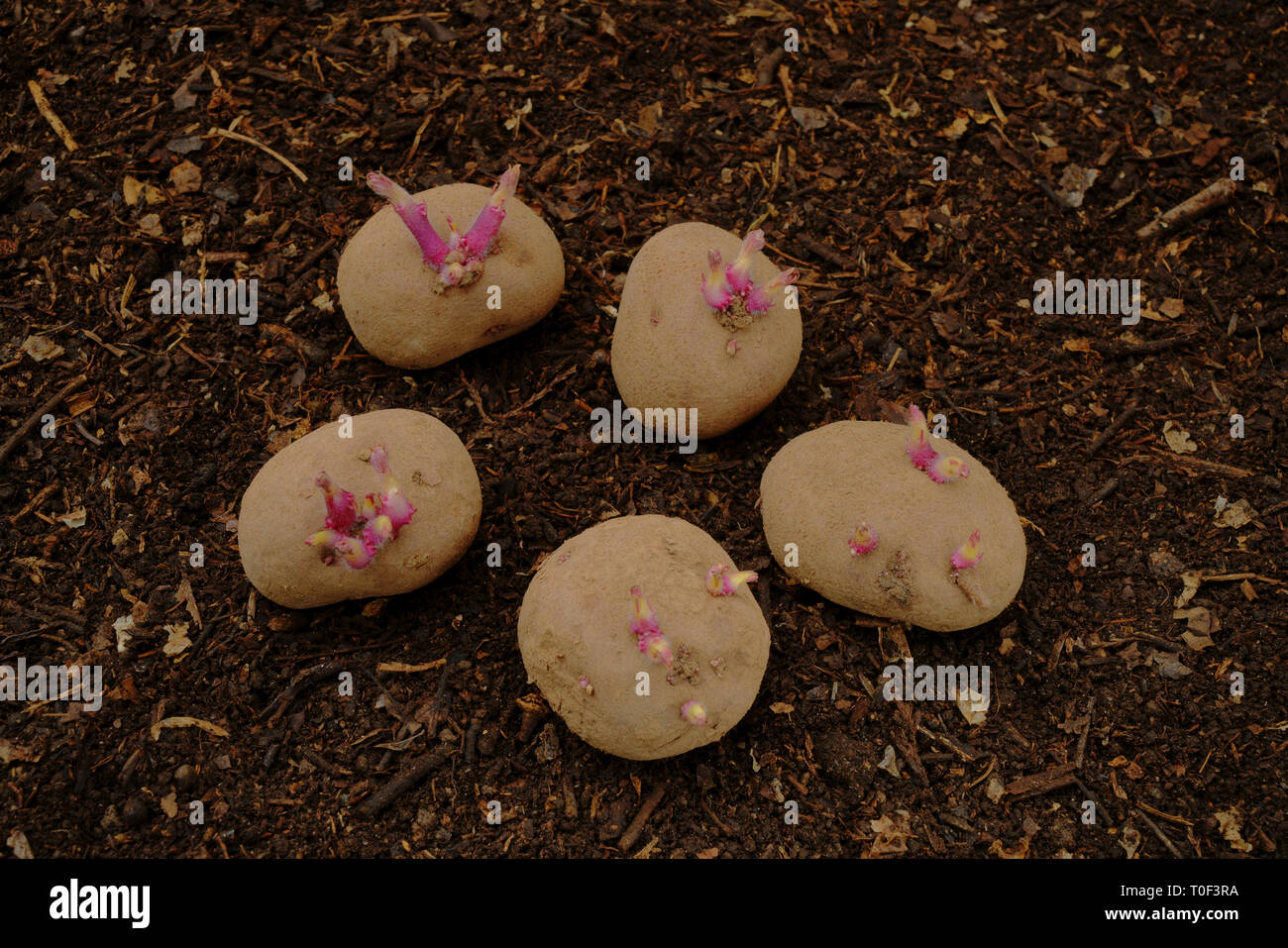 Red Duke of York seed potatoes chitted ready for planting. Stock Photo