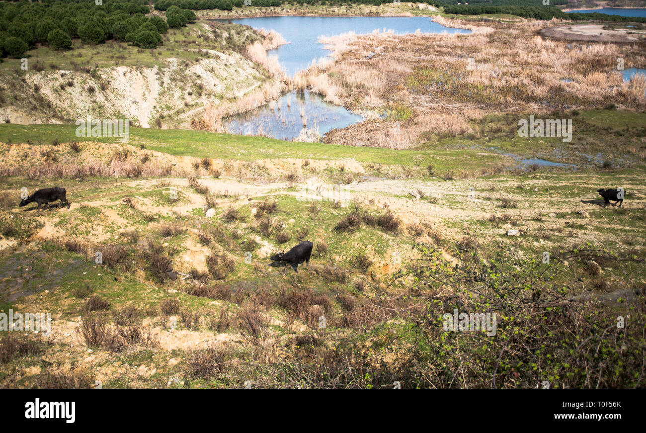Anadolu geography and water buffalo near Istanbul, Turkey Stock Photo -  Alamy