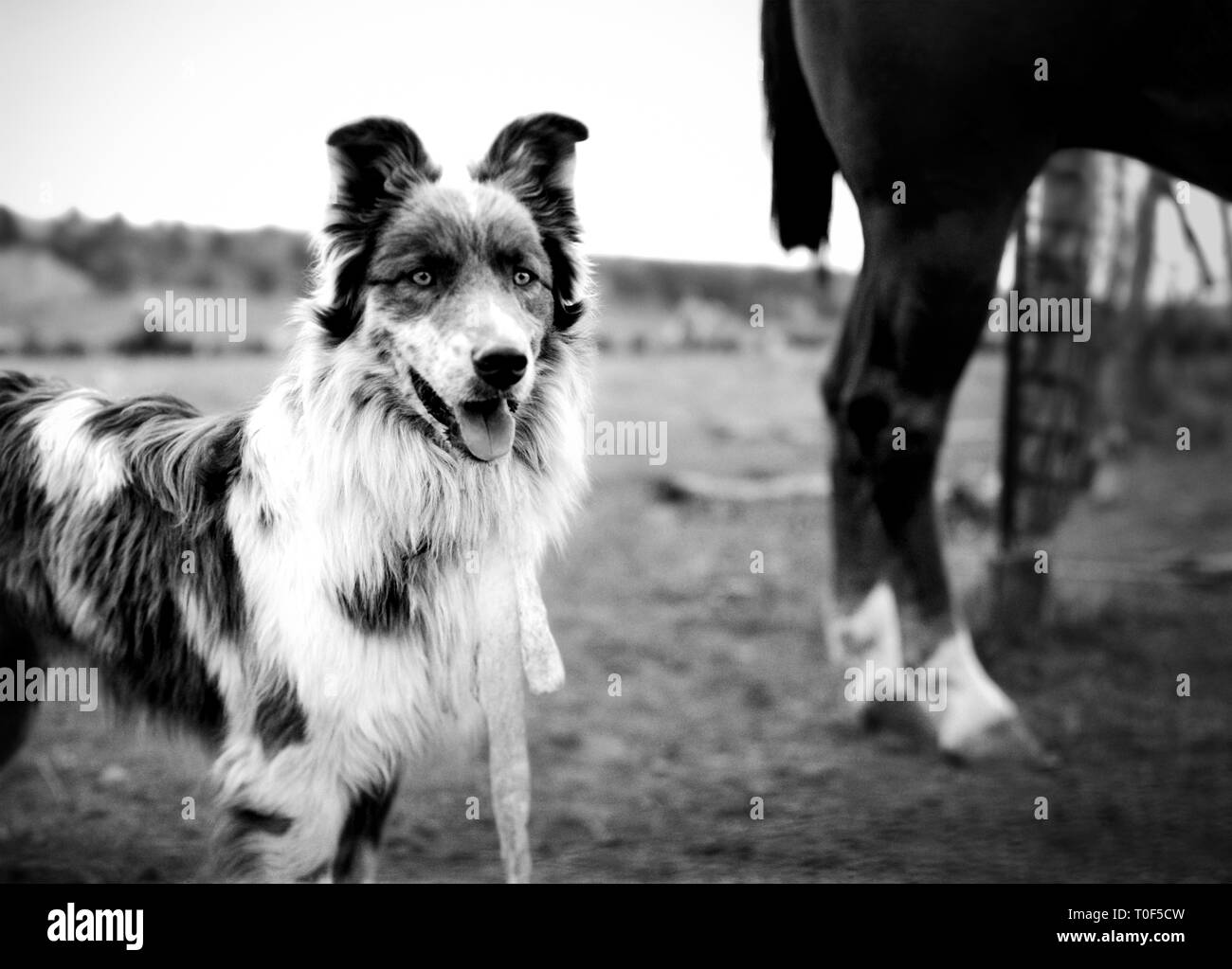 Close-up of dog in paddock with horse Stock Photo