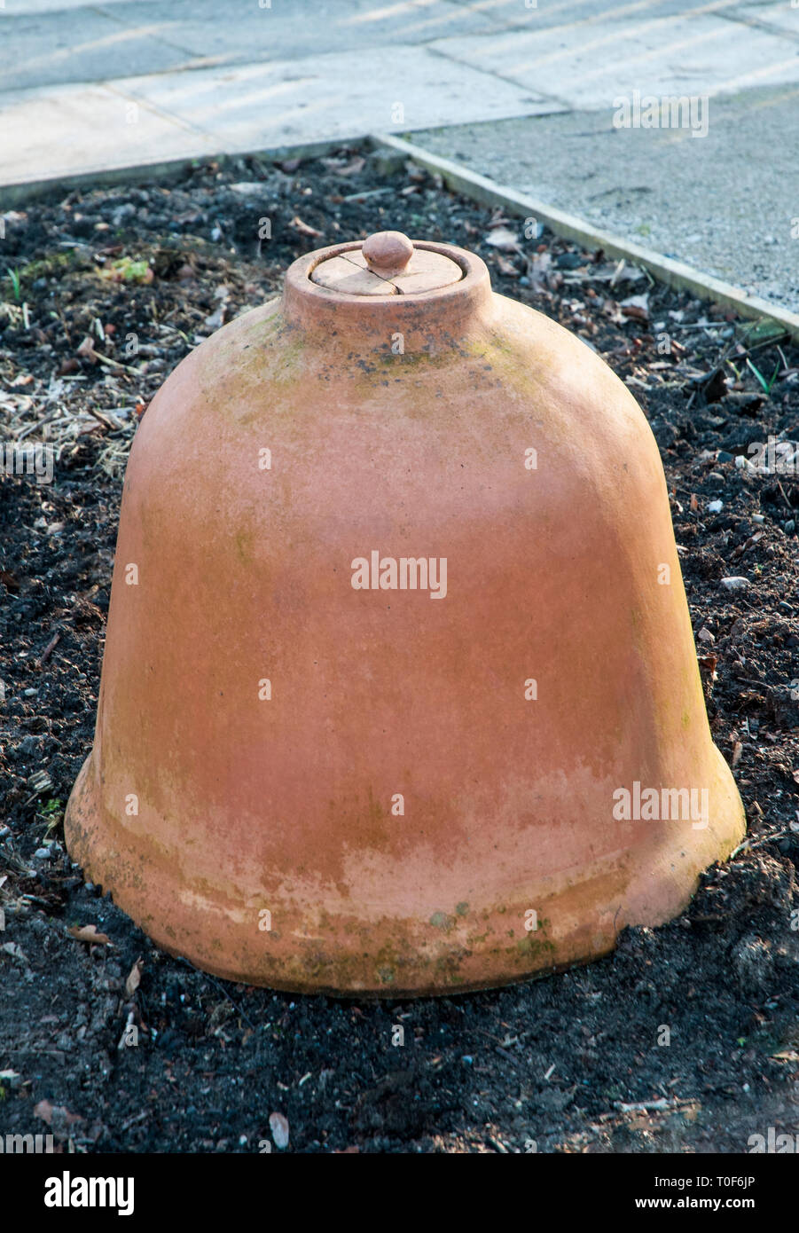 Terracotta Rhubarb forcing bell or forcing jar. Stock Photo