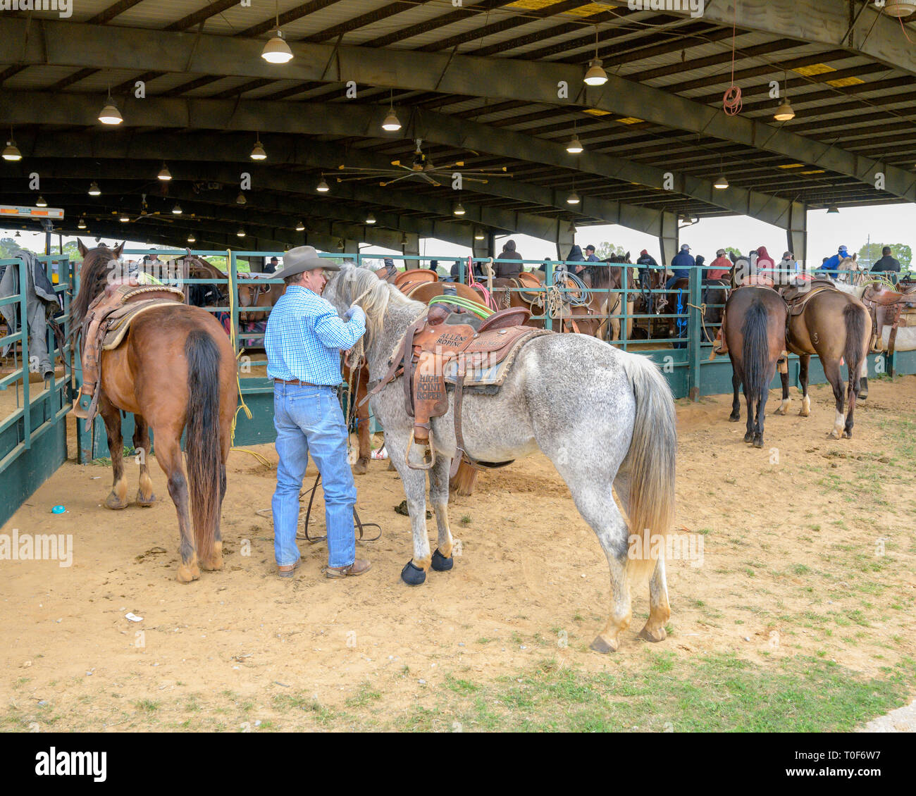 American cowboy and his grey horse saddled at a rodeo event in Montgomery Alabama, USA. Stock Photo