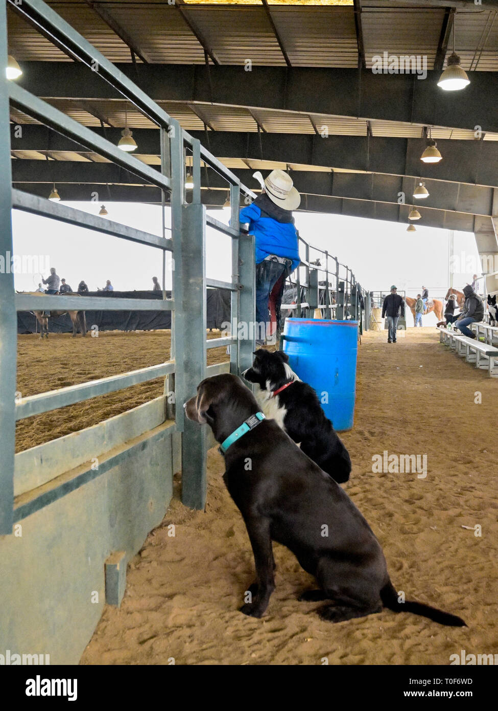 Horse arena hires stock photography and images Alamy