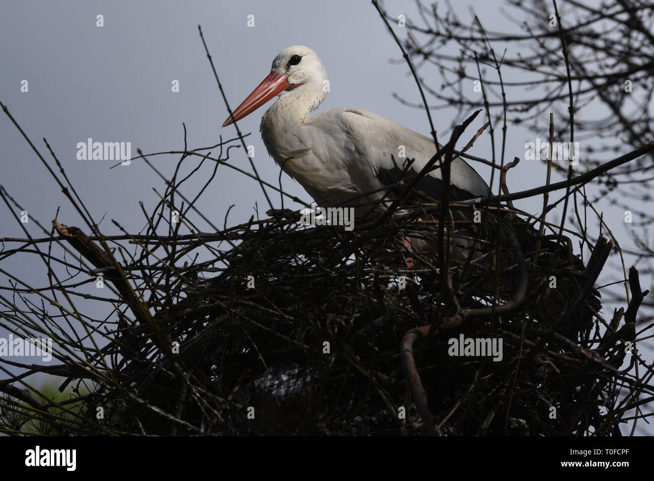 Madrid, Madrid, Spain. 19th Mar, 2019. A stork bird is seen at its nest on a tree at Madrid zoo.The number of white storks (Ciconia ciconia) nesting on trees at zoo has increased between 200% and 300% in the last decade because they easily find food here. Credit: John Milner/SOPA Images/ZUMA Wire/Alamy Live News Stock Photo