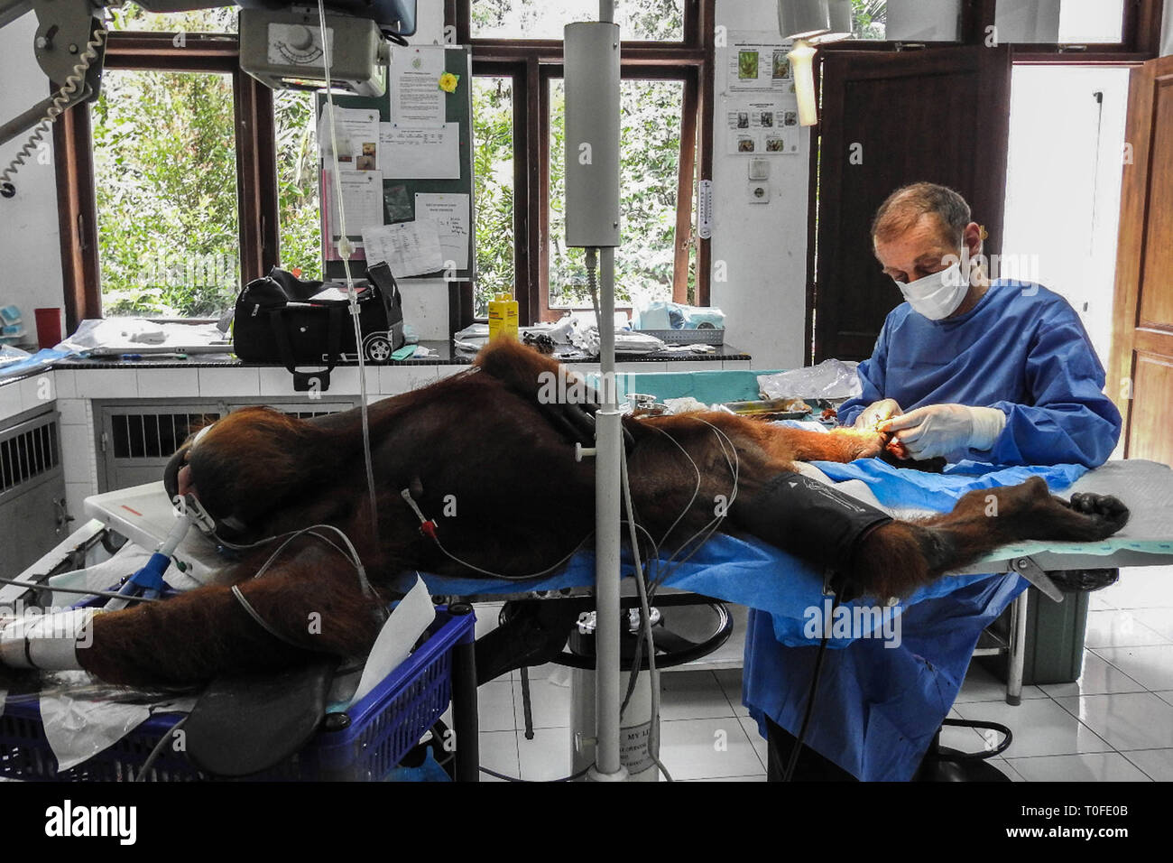 Sibolangit, North Sumatra, Indonesia. 18th Mar, 2019. Sumatran Orangutan Conservation Programme (SOCP) shows veterinarian performed an operation on a female orangutan they named 'Hope' who was evacuated from a village with a broken arm, at the quarantine Sibolangit, North Sumatra, Indonesia . A veterinarian said the endangered orangutan had a three-month-old orangutan baby they named 'Brenda' who was evacuated from a village with a broken arm after being shot at least 74 bullets in the body, including six in the eye, with an air rifle bullets. The orangutan population in Borneo and the islan Stock Photo