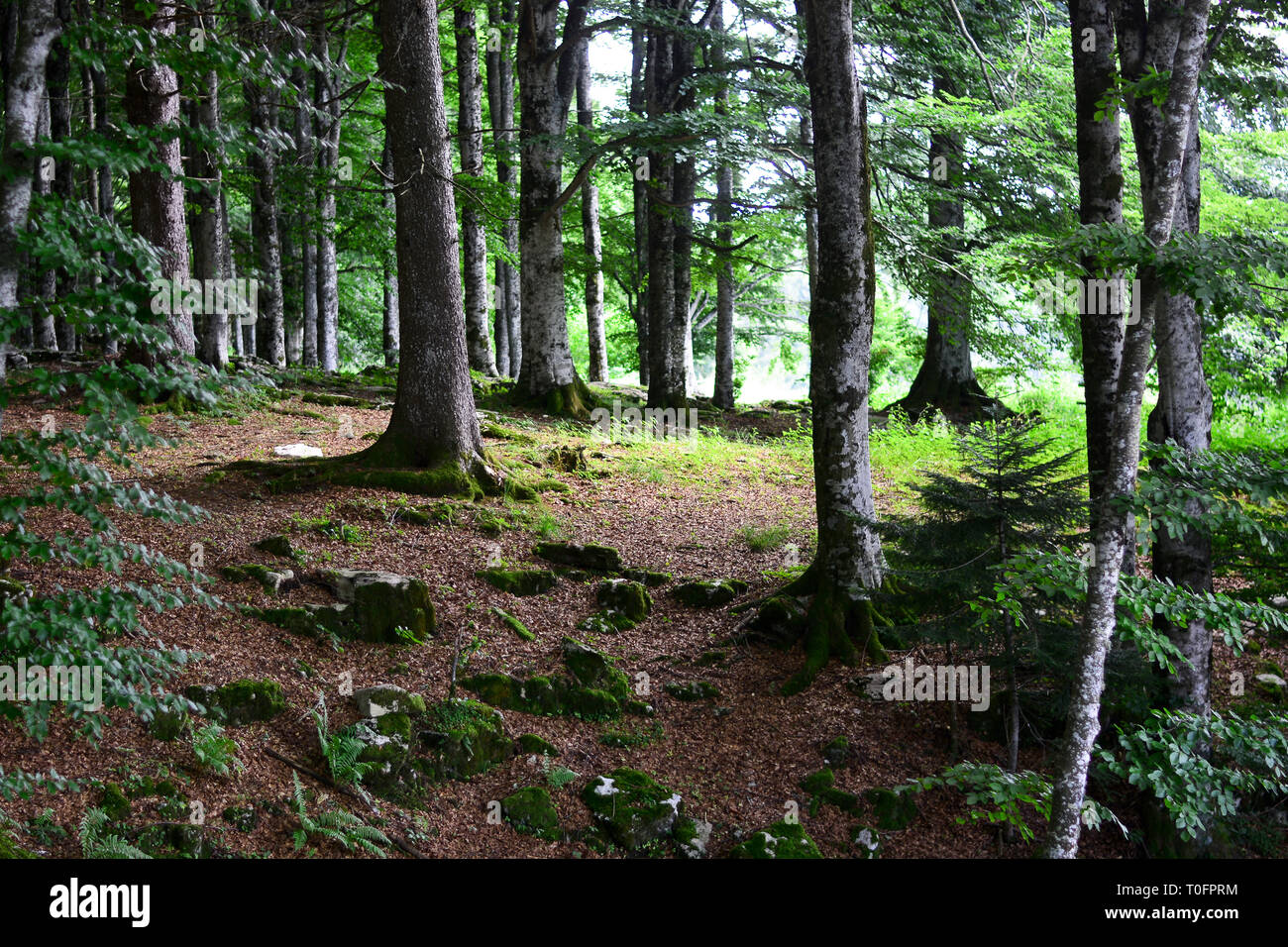 beautiful forests in spring Stock Photo