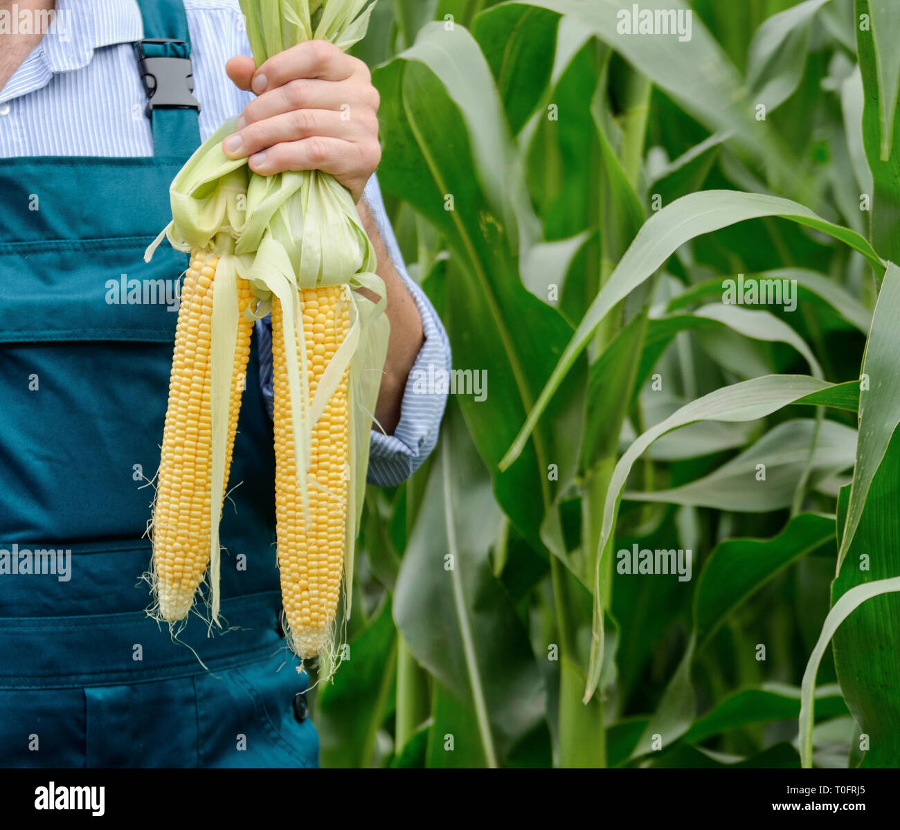 Middle age Farmer hold fresh organic corn cobs in his hands. Harvest