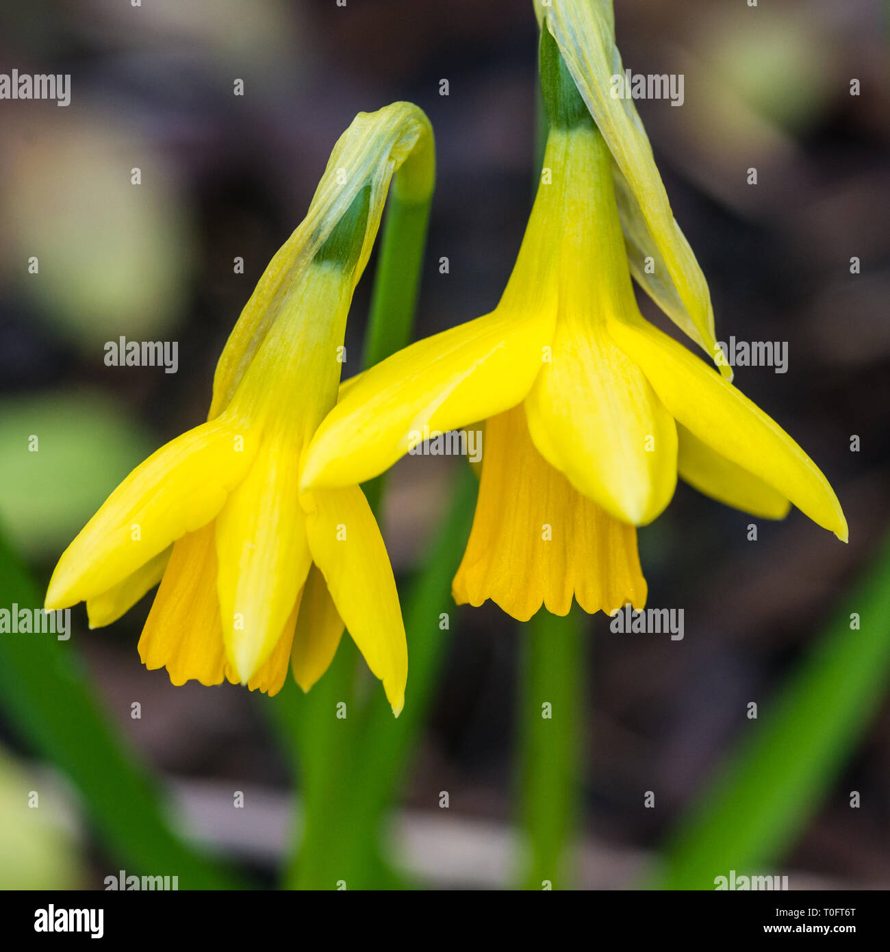 Daffodil tete a tete hires stock photography and images Alamy