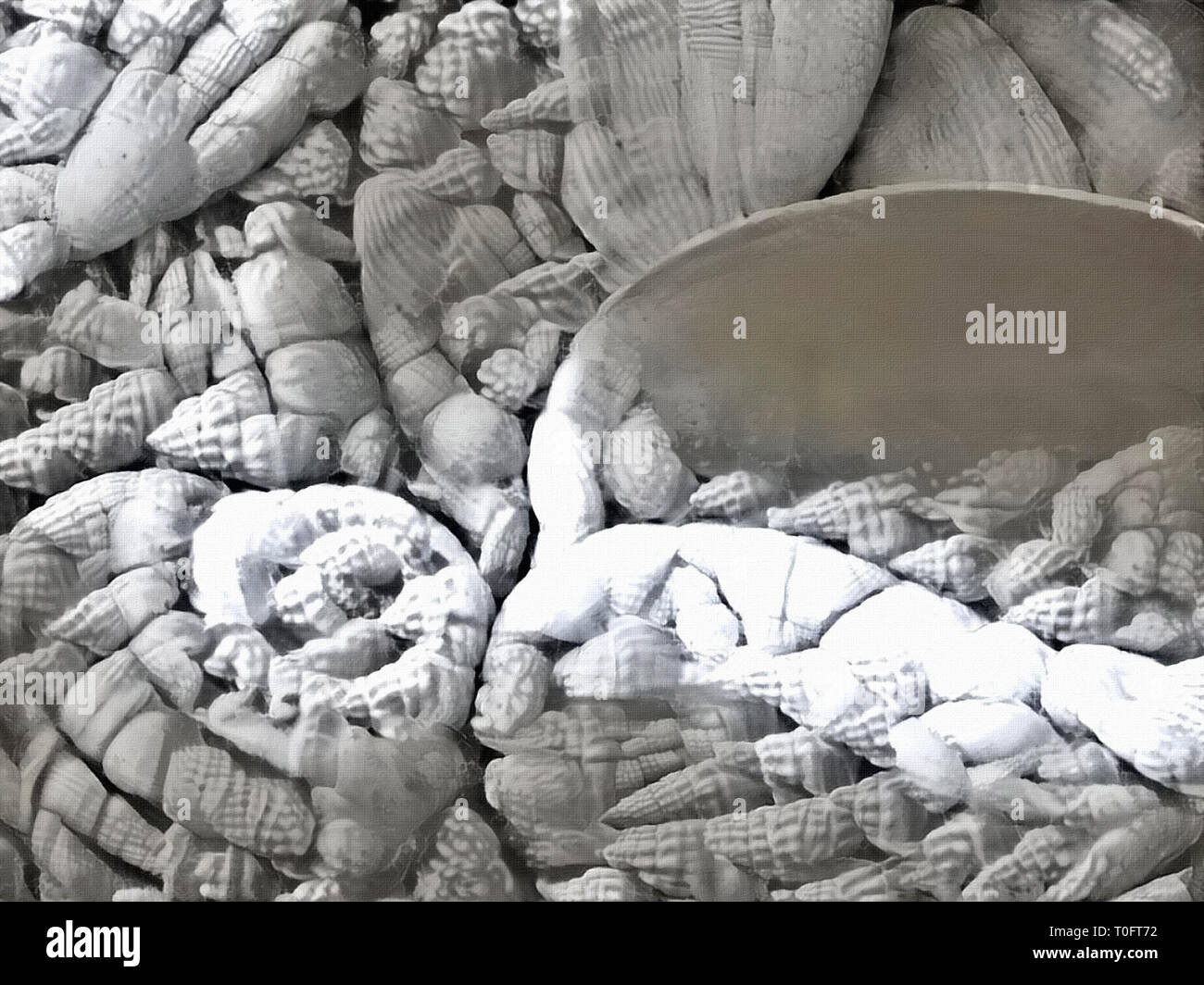 Black and white painting. Seashells Stock Photo - Alamy