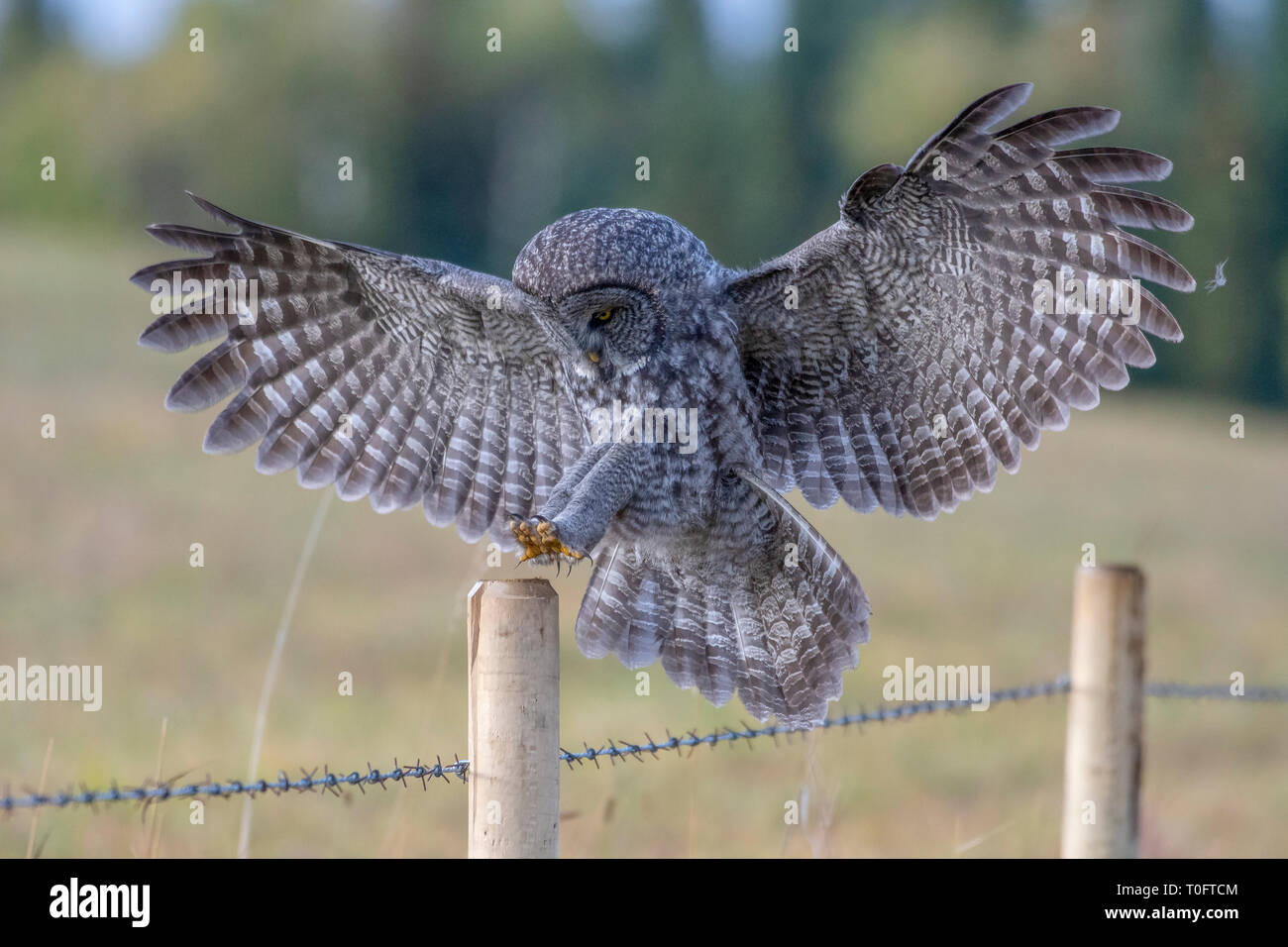 Great Grey Owl (Strix Nebulosa) landing on a fence post Stock Photo